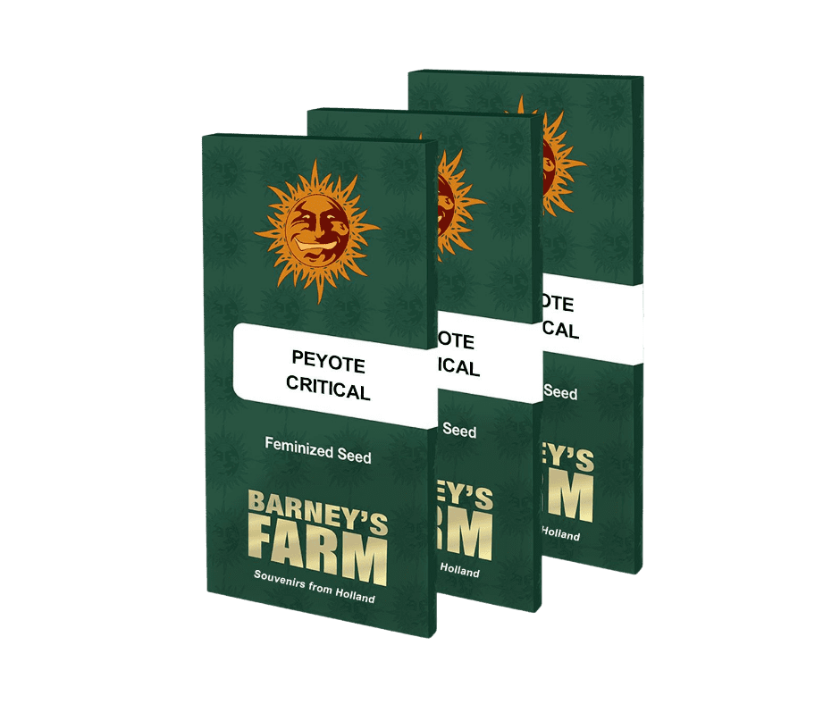 Barney’s Farm Peyote Critical siemenet