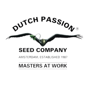 Auto Cinderella Jack Dutch Passion