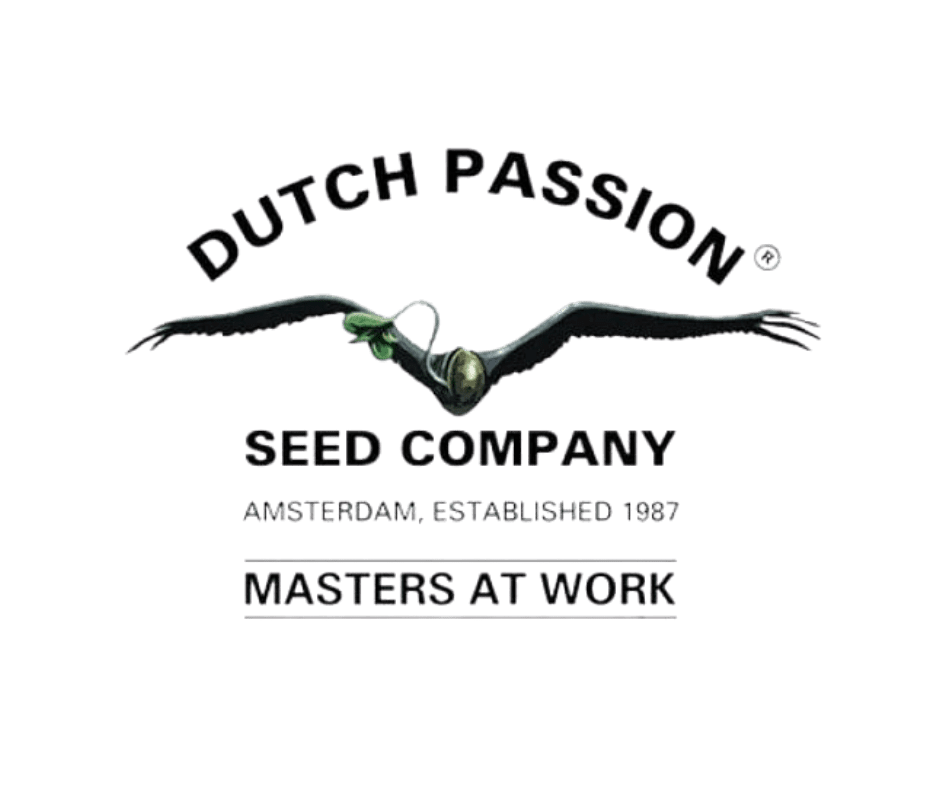 Auto Cinderella Jack Dutch Passion