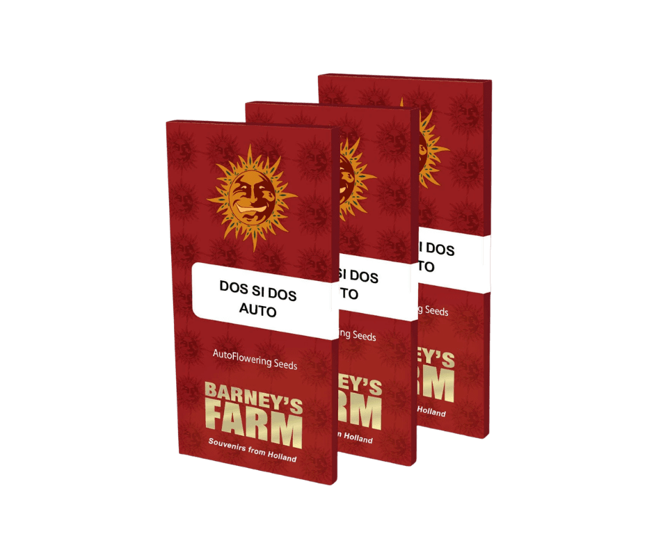 Barney’s Farm Dos Si Dos Auto – autoflower