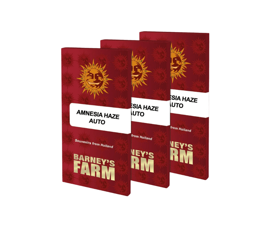 Barney’s Farm Amnesia Haze Auto – autoflower