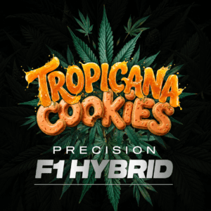 Barney’s Farm Tropicana Cookies Auto 