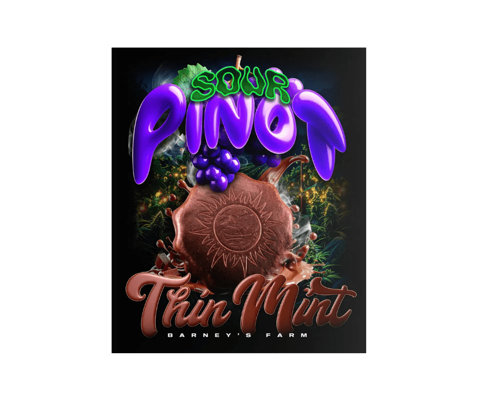 Thin Mint x Sour Pinot Auto – Barney’s Farm