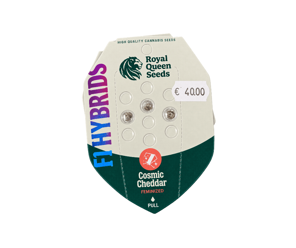 Royal Queen Seeds Cosmic Cheddar F1